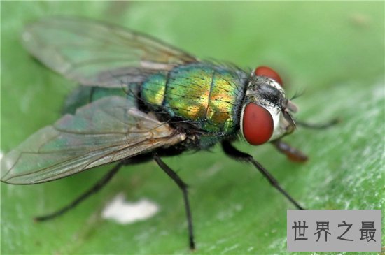 苍蝇的寿命雌性比雄性更长,繁殖能力强寿命短