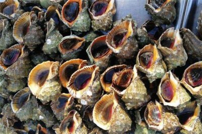 ​海螺不能和什么一起吃 海螺内脏可以吃吗