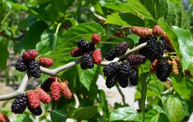 吃桑葚有助于睡眠吗 失眠吃桑葚有用吗 吃桑葚有助于睡眠吗 失眠吃桑葚有用吗