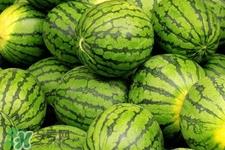 西瓜吃不完能用保鲜膜吗?西瓜放冰箱需要保鲜膜吗? 西瓜吃不完能用保鲜膜吗?西瓜放冰箱需要保鲜膜吗?