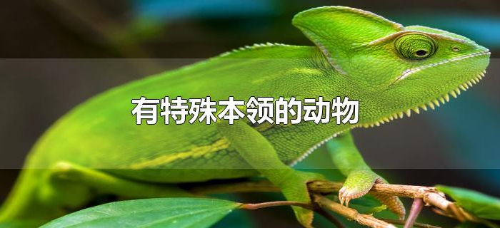 有特殊本领的动物