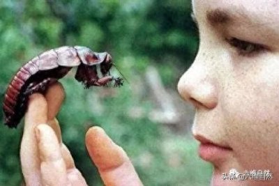 ​蟑螂，人人喊打，可体型最大的蟑螂，不被视为害虫还是奇珍异宠