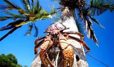 ​世界上最大的陆生蟹“椰子蟹”，长相像蜘蛛，竟能开椰子还会爬树
