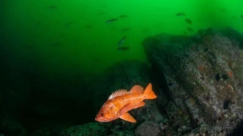 什么动物寿命最长(世界最长寿命的10种动物讲解)