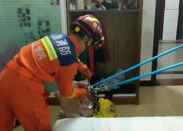 剧毒多头蛇（床头惊现银环蛇）(2)