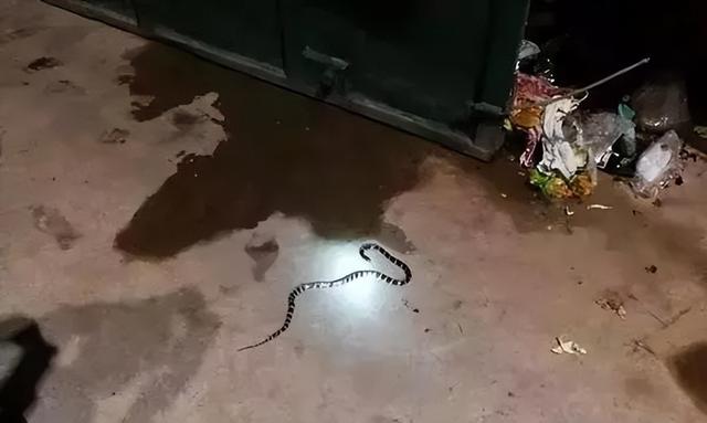 剧毒多头蛇（床头惊现银环蛇）(8)