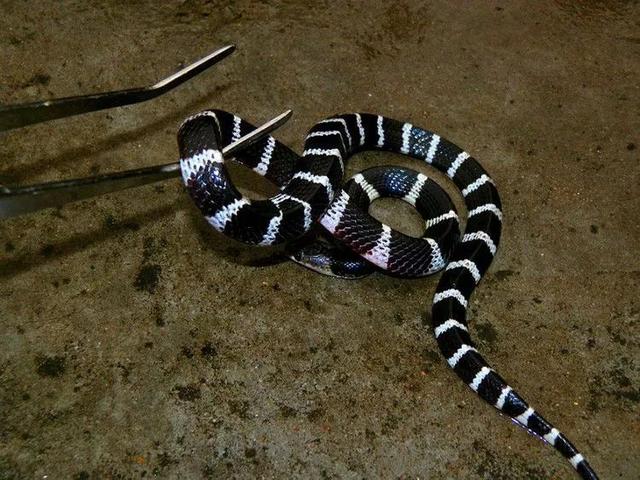 剧毒多头蛇（床头惊现银环蛇）(7)