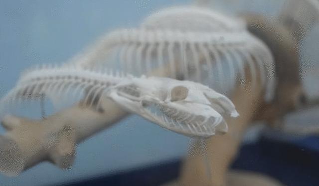 剧毒多头蛇（床头惊现银环蛇）(6)