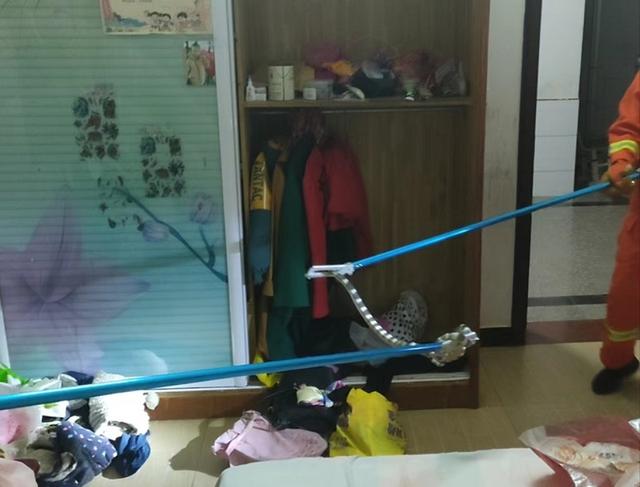 剧毒多头蛇（床头惊现银环蛇）(3)