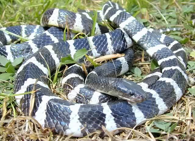 剧毒多头蛇（床头惊现银环蛇）(5)