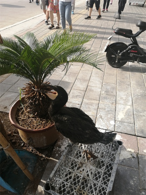 中国北方最大的岛-微山岛环游记