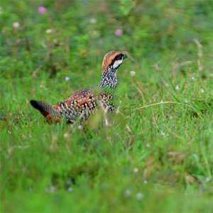 ​“鹧鸪哨”为啥起名“鹧鸪”，你真的理解它的含义吗？