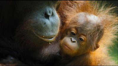 ​红毛大猩猩：全球最大的树栖类动物，丛林中的巨兽