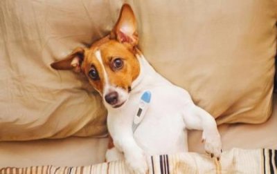 ​哈士奇不拆家还会帮主人干活？哈士奇的正确饲养方法