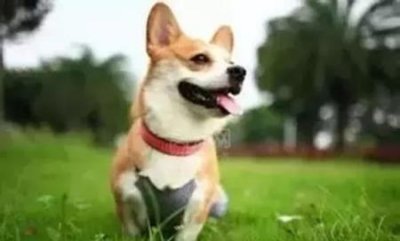 ​好看的蝴蝶犬，好看的蝴蝶犬品种