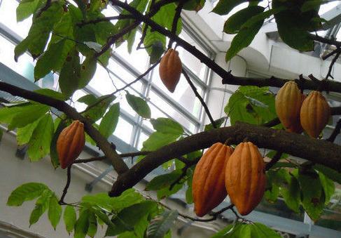 这种树我们虽然不常见,生活中却离不开它,赶快认识一下吧