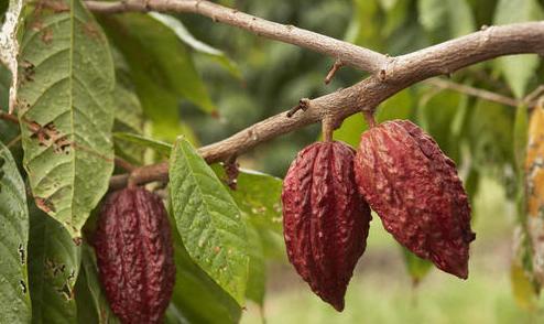 这种树我们虽然不常见,生活中却离不开它,赶快认识一下吧