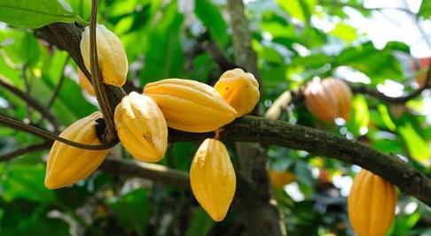 这种树我们虽然不常见,生活中却离不开它,赶快认识一下吧