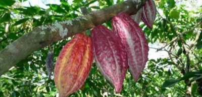 ​这种树我们虽然不常见，生活中却离不开它，赶快认识一下吧