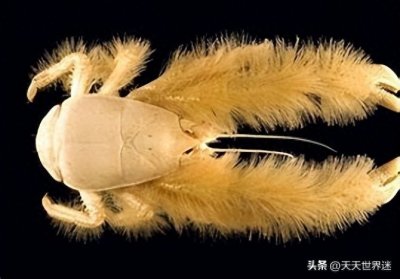 ​世界上最奇异的动物——“雪人蟹”