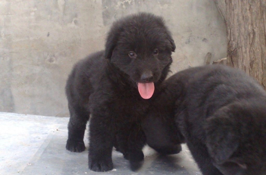 中国本土智商最高的狗：黑熊犬超萌却濒临灭绝