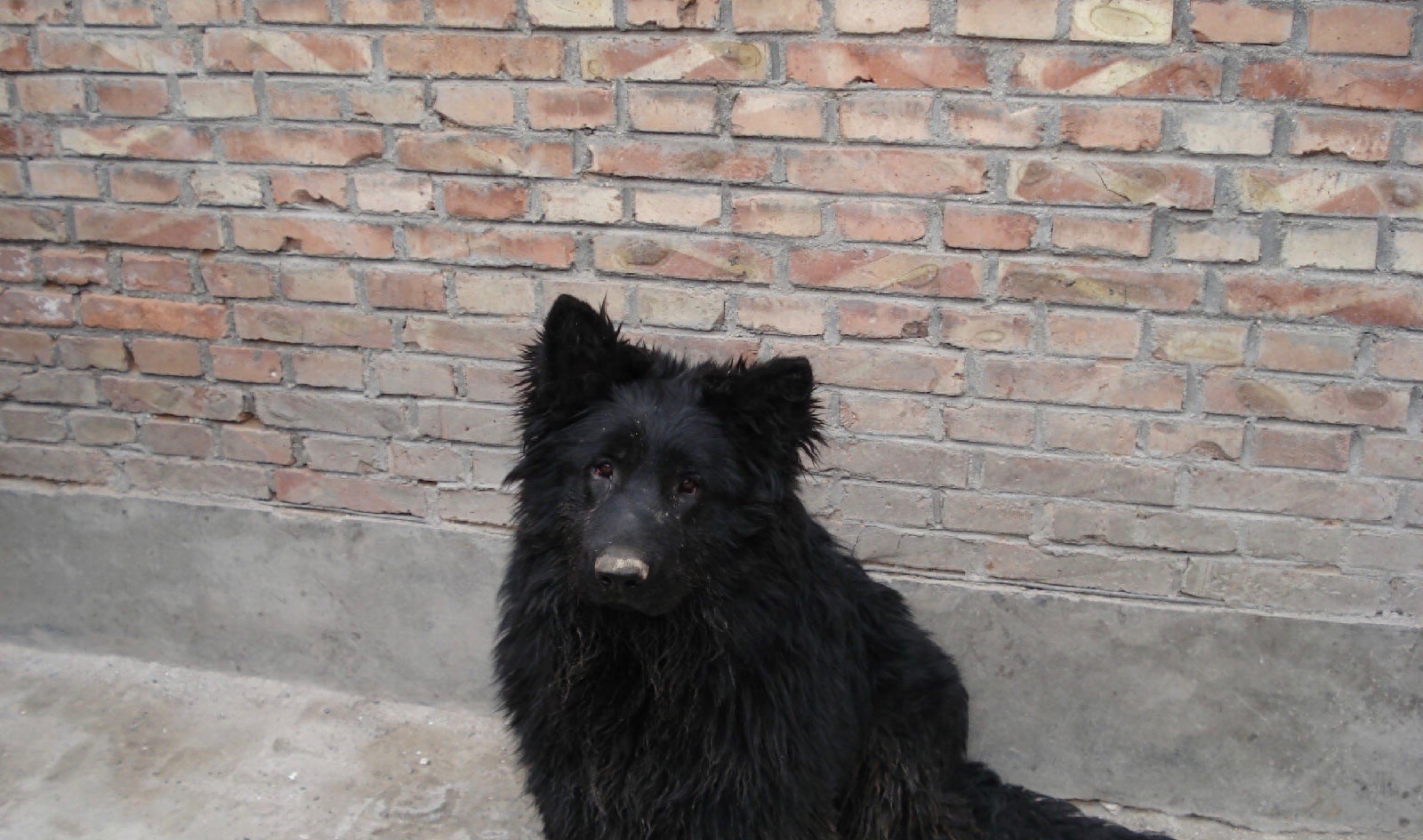 中国本土智商最高的狗：黑熊犬超萌却濒临灭绝