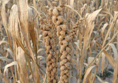 ​生板粟米怎样保存,小米是大米的一种吗蚂蚁庄园