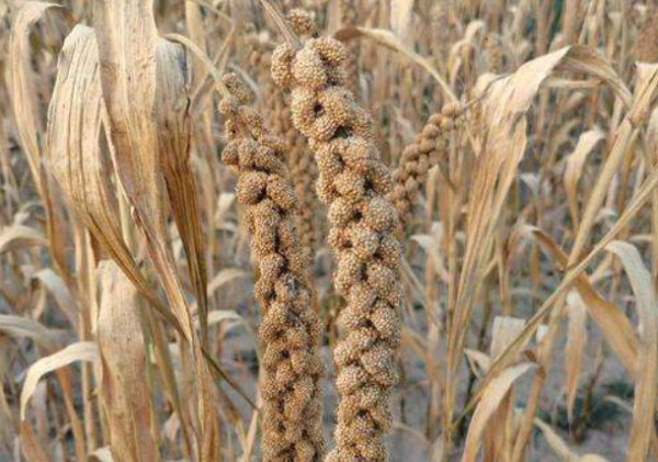 生板粟米怎样保存,小米是大米的一种吗蚂蚁庄园图1