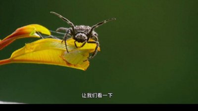 ​一只指甲大小的蜘蛛，如何制造世界上最的大的圆形蛛网#蜘蛛