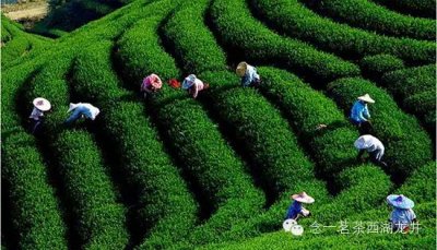 ​信阳毛尖的功效（十六种功效盘点）