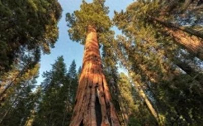 ​世界上最高的树：杏仁桉树，平均树高100米以上(日喝千斤水)