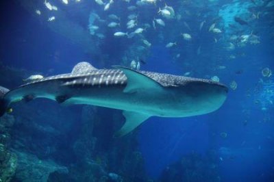 ​宁波夏季旅游景点排行榜  前十名 九龙湖排第一名