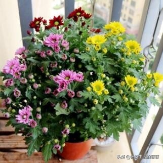 家里养菊花好吗？今天我们来还原真相