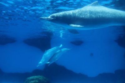 ​天露山玻璃桥，天露山玻璃桥何时建的