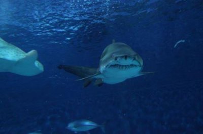 ​上海旅游节花车路线上海旅游节花车路线