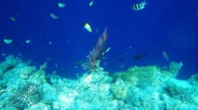 ​深圳十大特产深圳特产有哪些容易带