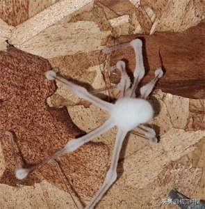 ​15张让人浑身难受的照片，双手变成树枝的人，浑身是刺的盔甲