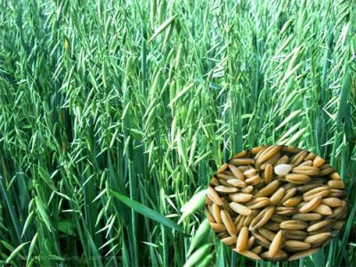 ​全国特色美食——山西莜面