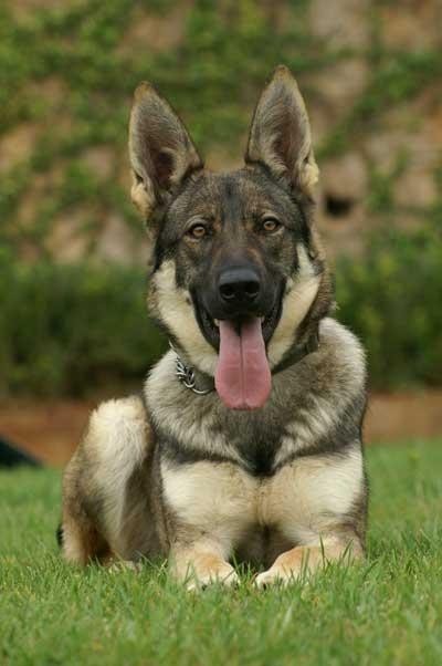 中国两大军犬强强杂交:昆明犬马犬后代昆马犬,超霸气