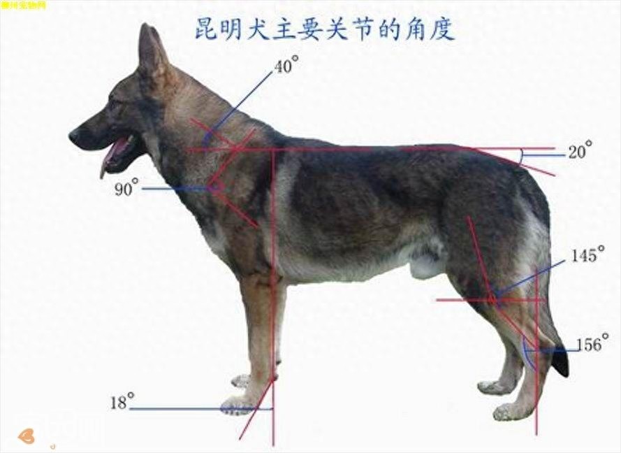 中国两大军犬强强杂交:昆明犬马犬后代昆马犬,超霸气