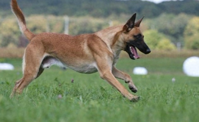 中国两大军犬强强杂交:昆明犬马犬后代昆马犬,超霸气