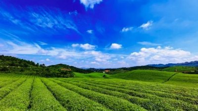 ​清代广州十三行退赔英商茶叶事件