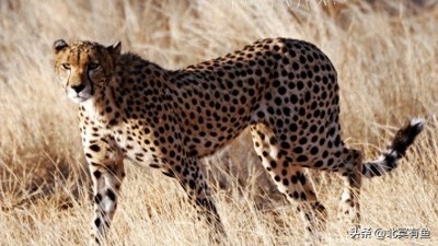 ​地球上速度最快的十大动物，猎豹居然只排第七