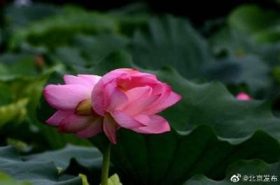 ​科普时间！到底什么是并蒂莲？