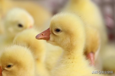 ​小鹅难养也，特别是初春，掌握小鹅的饲养方法及要点，轻松来致富