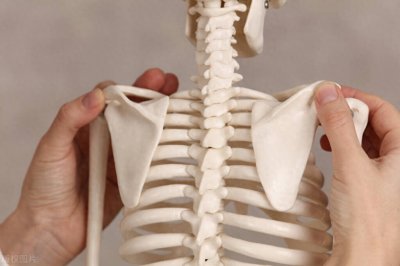 ​什么是“圆肩”？