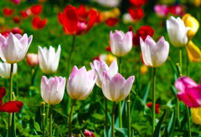 ​“五一”畅游顺义｜空中踢球？花间看剧？鲜花港邀你开启假期新玩法~