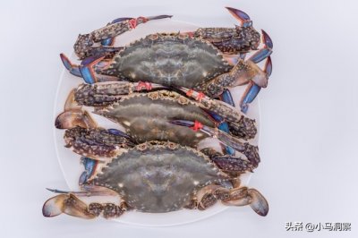 ​揭秘梭子蟹与飞蟹：是不是同一种螃蟹