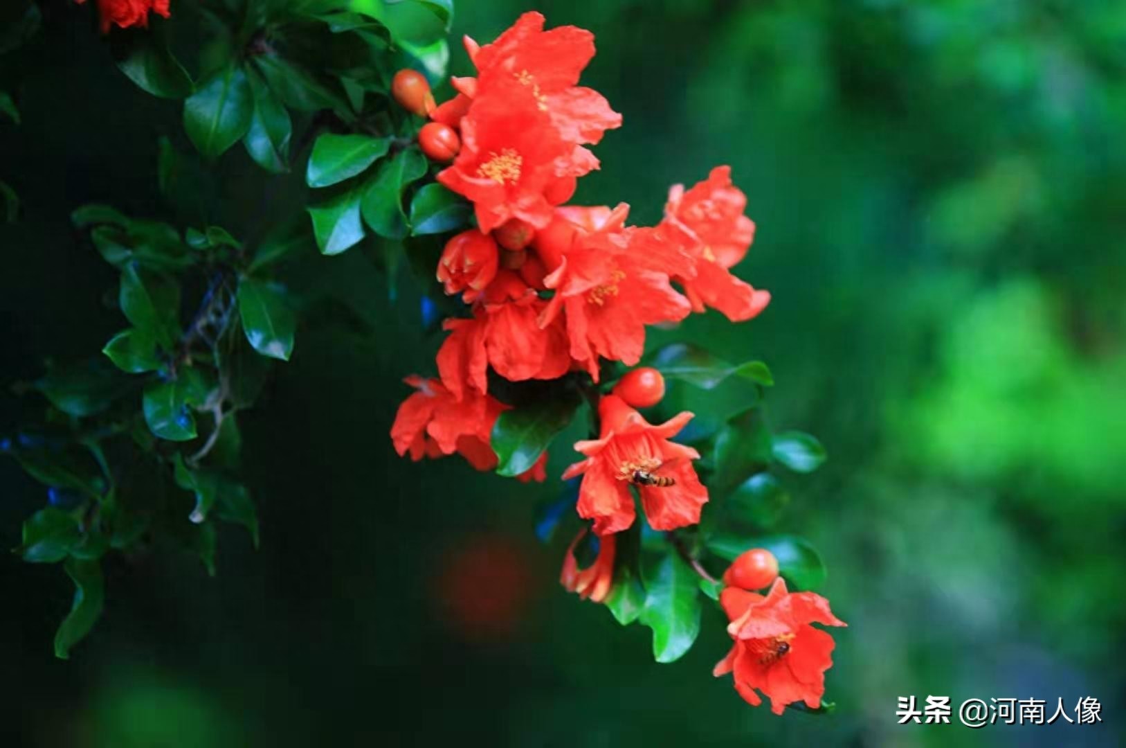 石榴的价值和象征意义