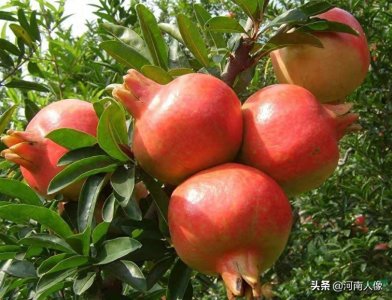 ​石榴的价值和象征意义